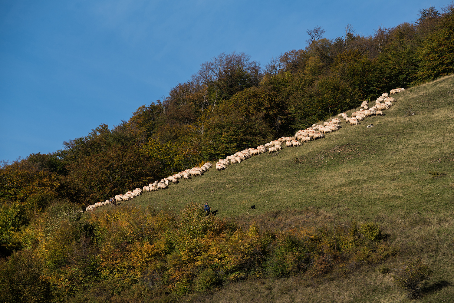 Munții Trascăului