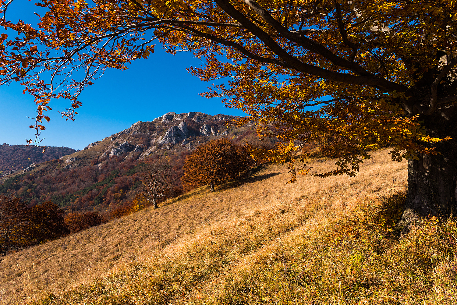 Munții Trascăului