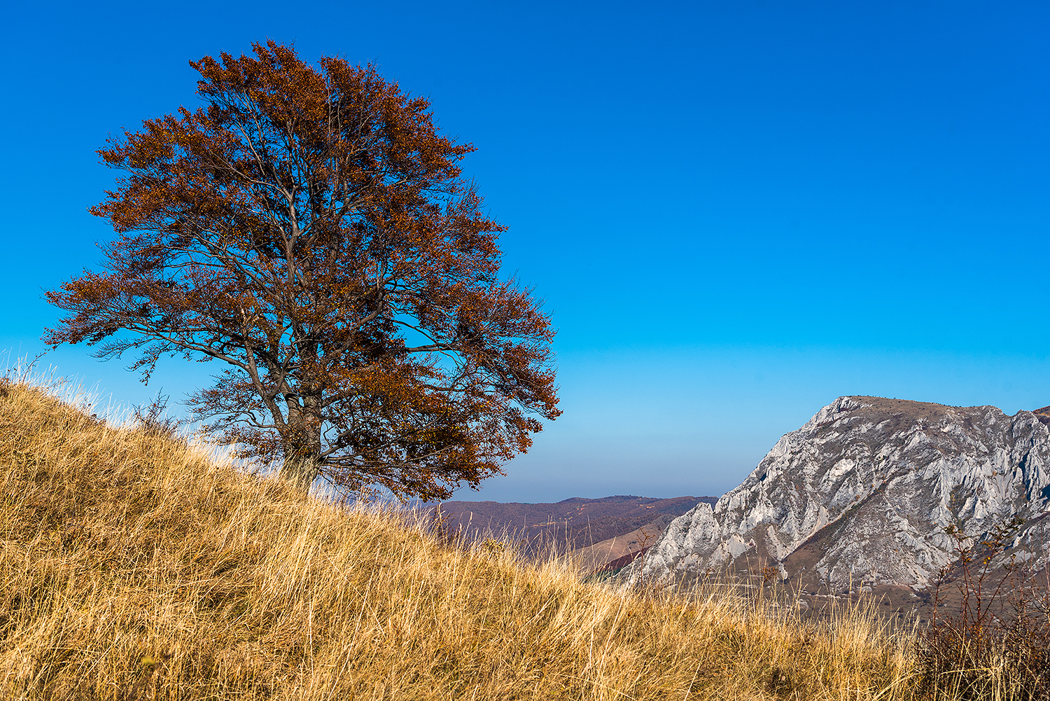 Munții Trascăului