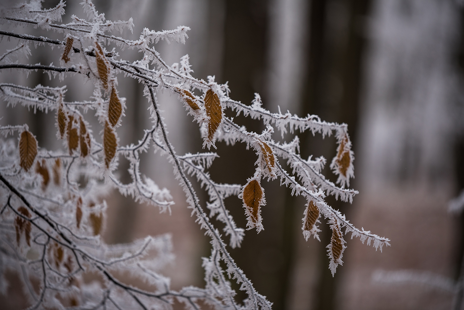  Carpații Meridionali