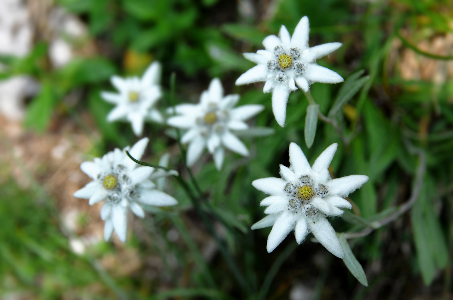  Piatra Craiului