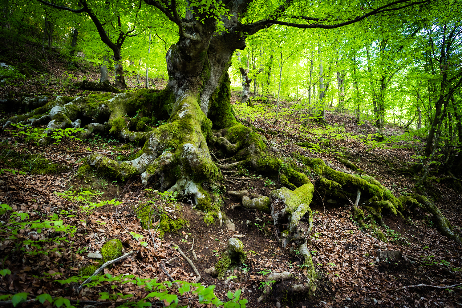  Munții Bihor
