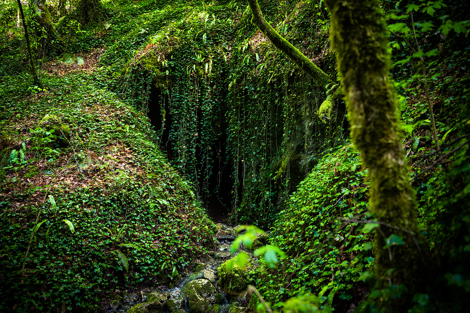 Munții Bihor