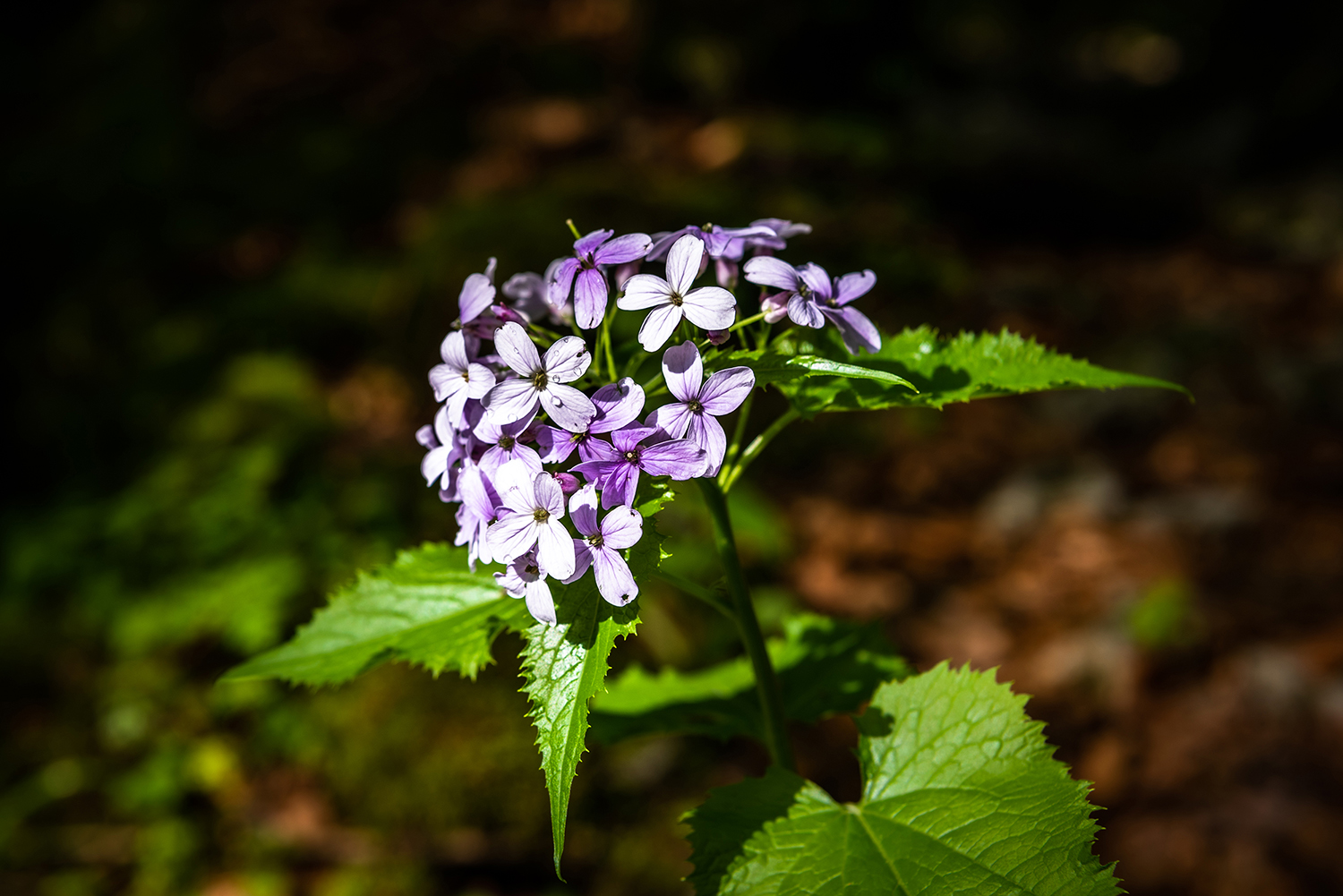 Munții Bihor
