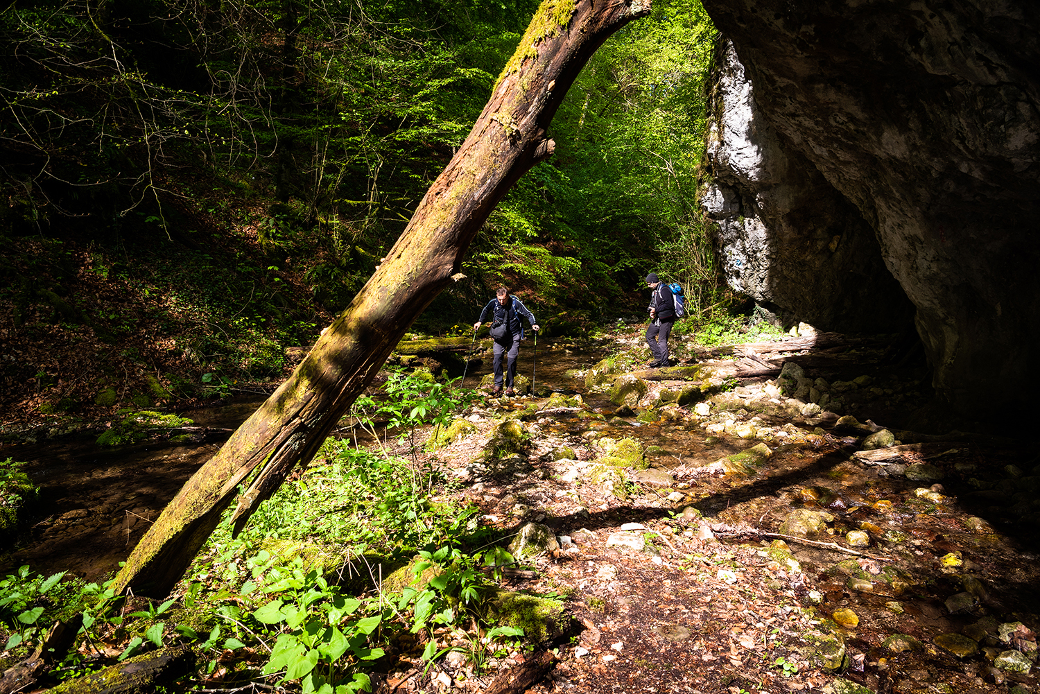 Munții Bihor