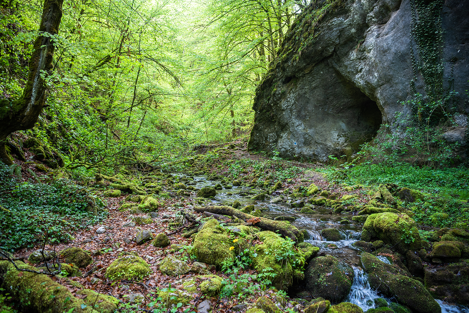 Munții Bihor