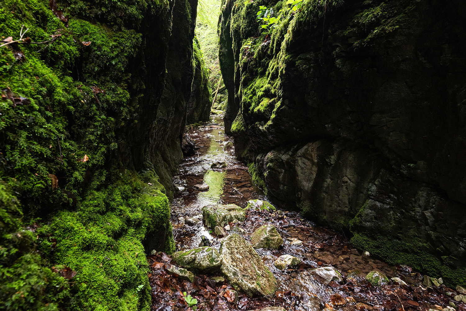 Munții Bihor