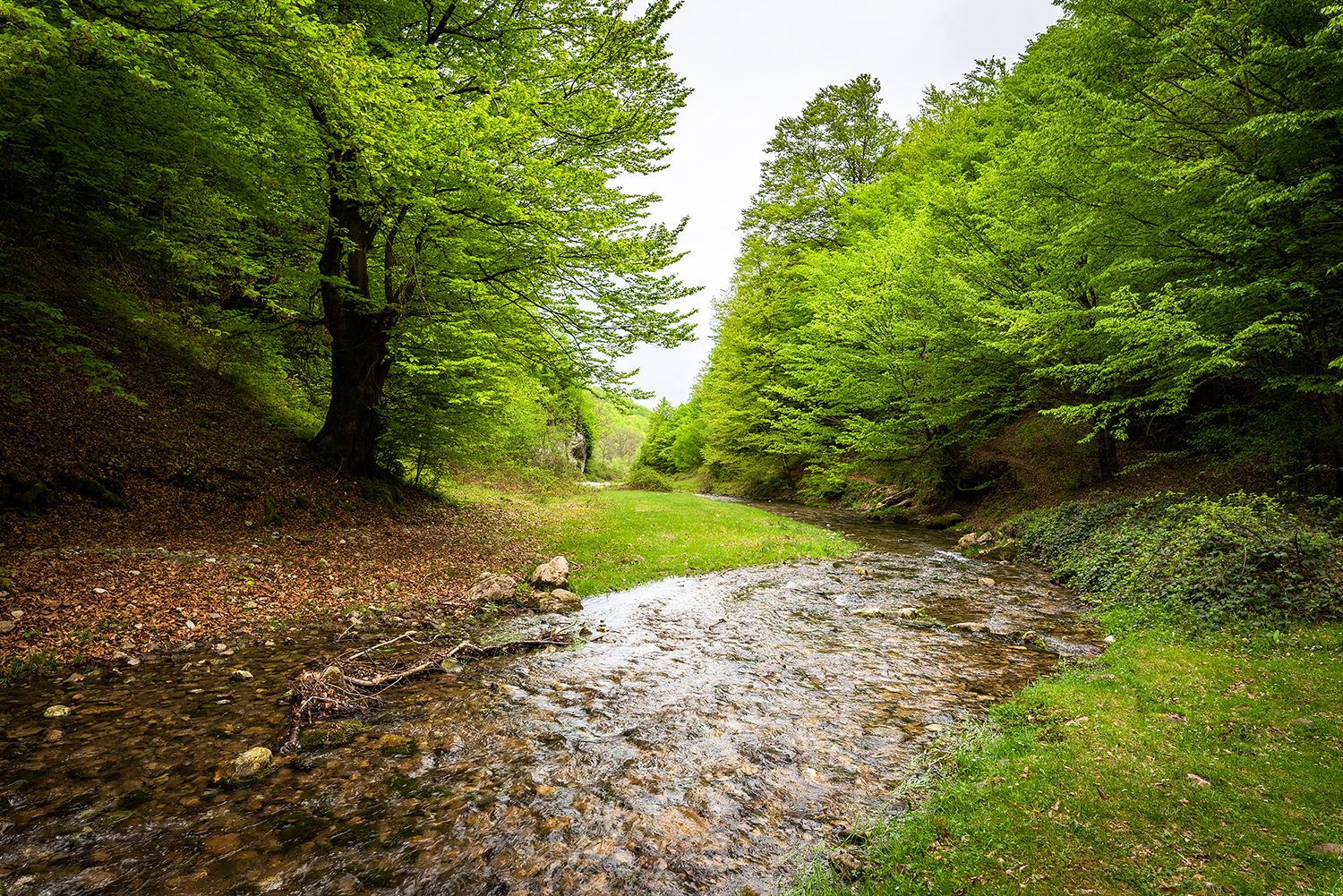 Munții Bihor