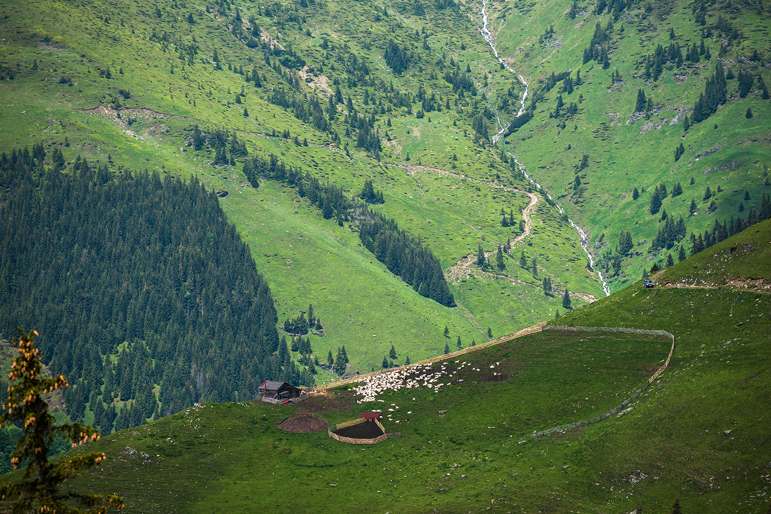 Munții Rodnei