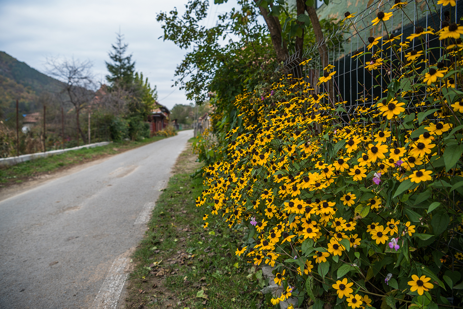 Munții Trascăului