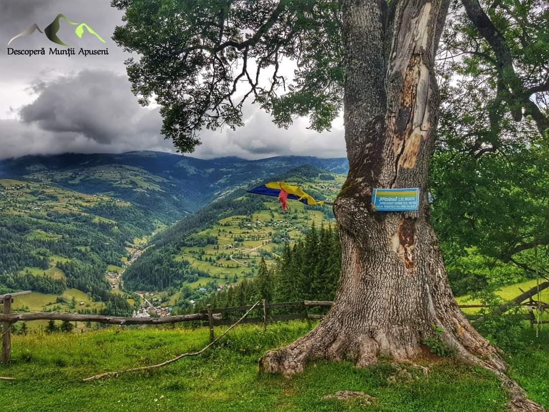  Frasinul lui Horea - Descopera Muntii Apuseni