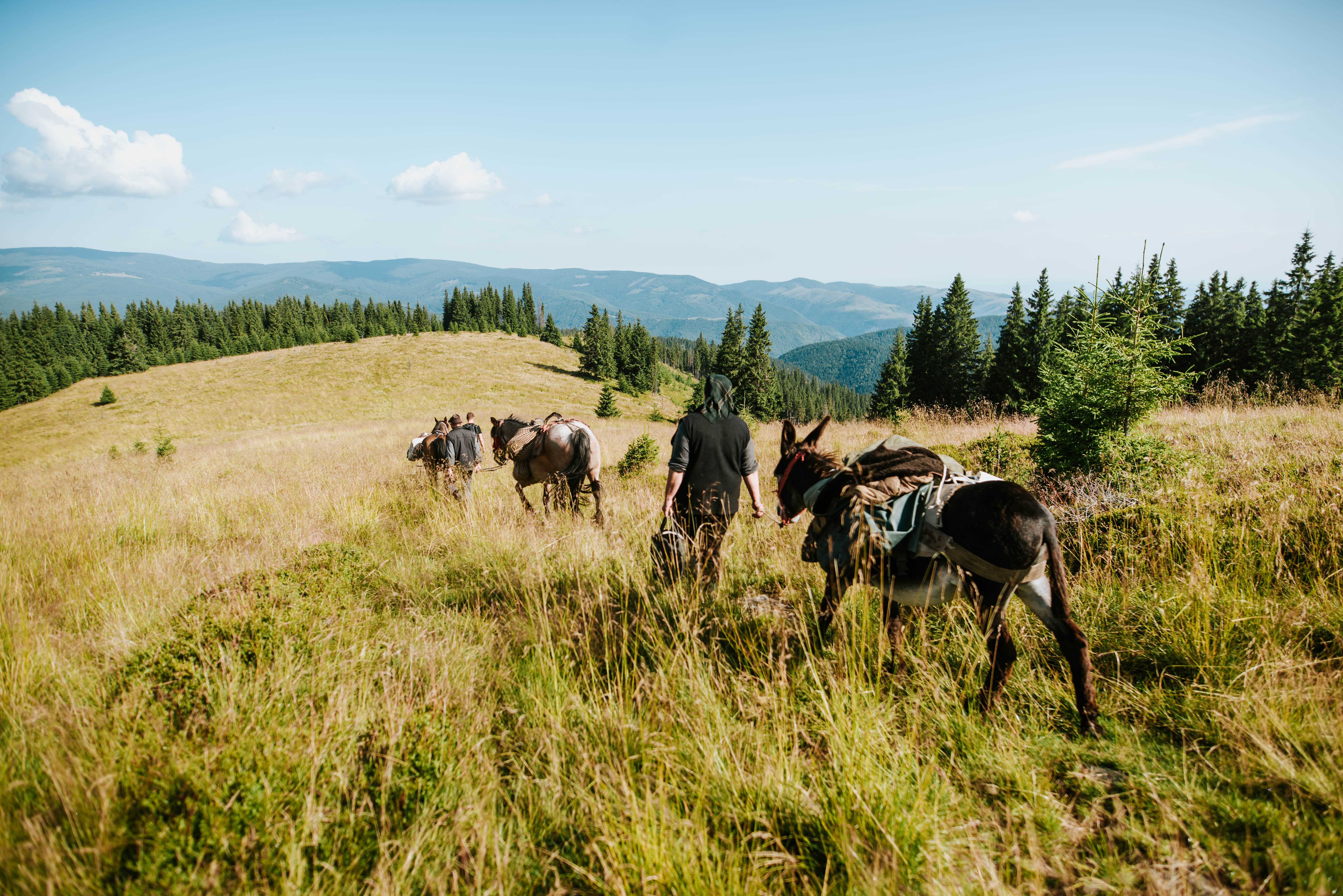 Coboratul brânzei de la stână