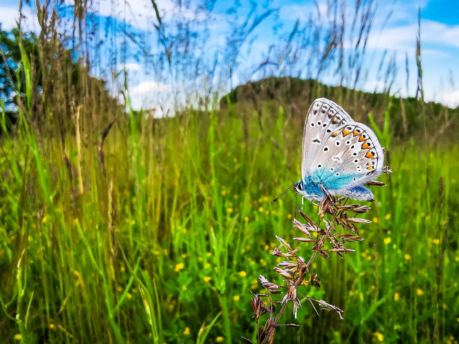 Munții Metaliferi