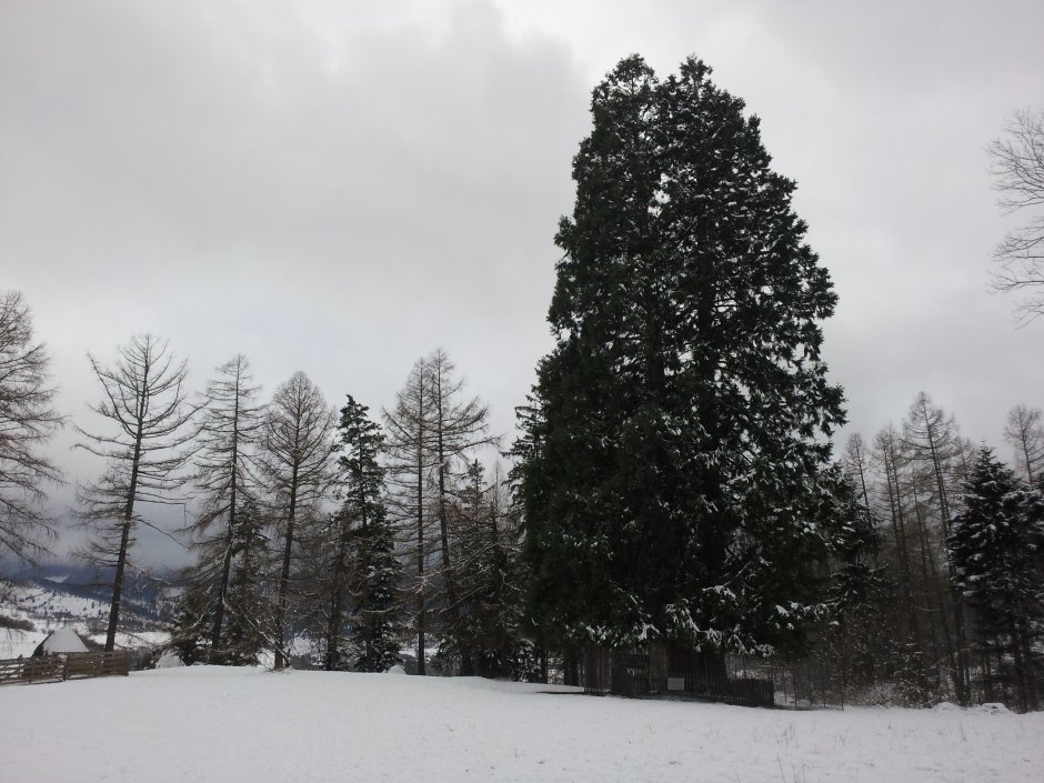 _13MN_img_05 Arborii de Sequoia.jpg