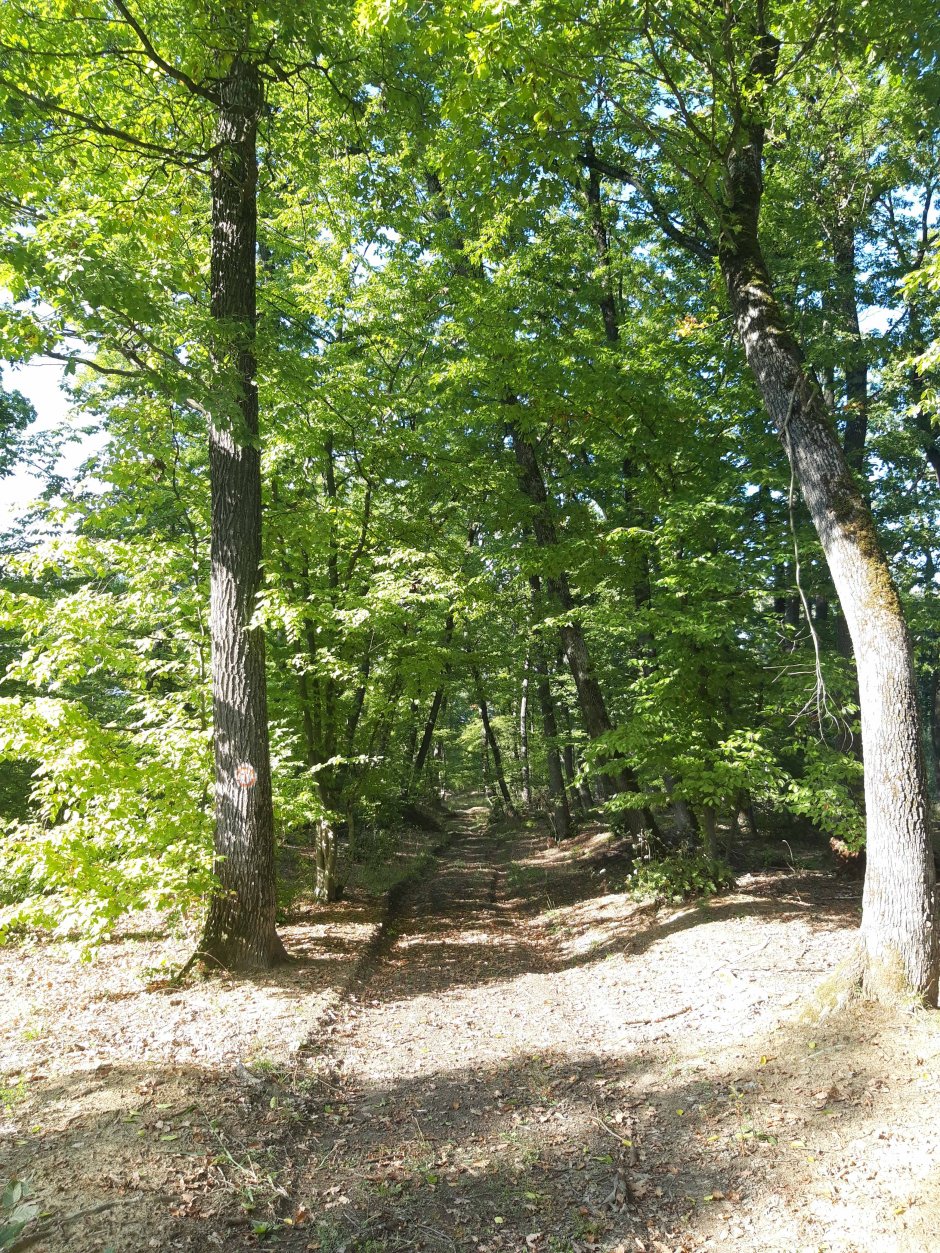  6mb img 11 padurea dealul cetatii