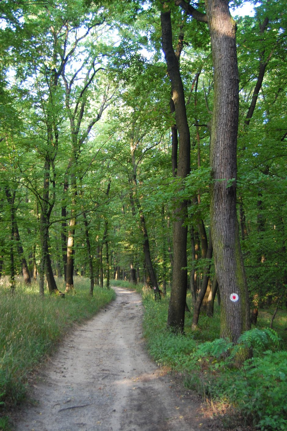  6mb img 20 in padure 0