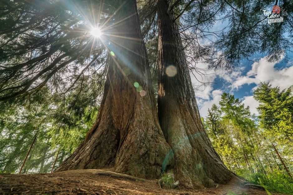 arborele de sequoia cluj 0