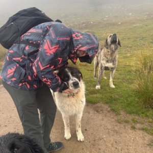 imaginea utilizatorului Smultea Cristian