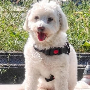 imaginea utilizatorului BDF25