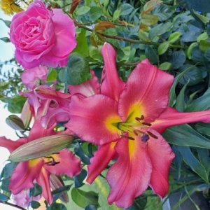 imaginea utilizatorului Tatiana Macarov