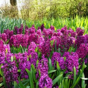 imaginea utilizatorului Carmen Biru