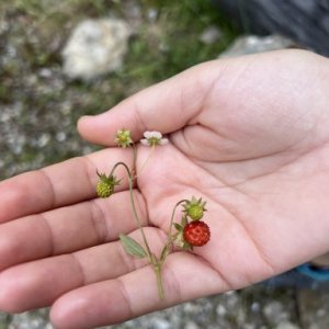 imaginea utilizatorului Danieliu