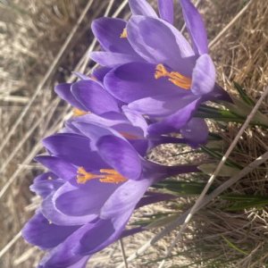 imaginea utilizatorului Nico P