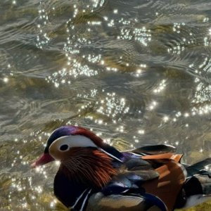 imaginea utilizatorului Ovaz