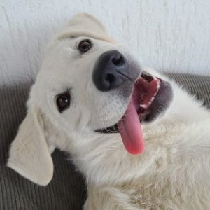 catalin_padurean's picture