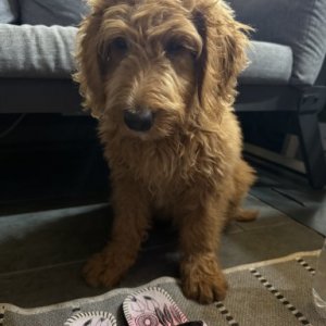 mihaela iacob's picture