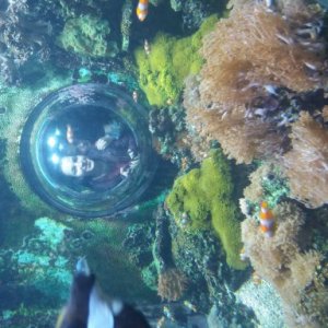 imaginea utilizatorului Halunga Daniela