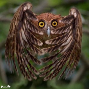 imaginea utilizatorului GeorgianaB