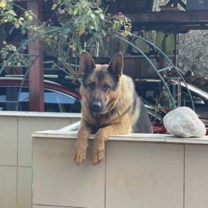 imaginea utilizatorului DanutPetrea