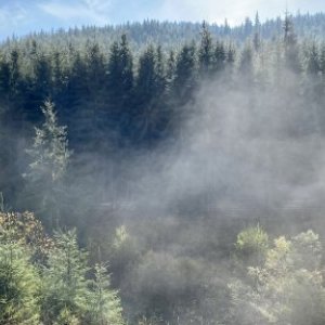 imaginea utilizatorului Cau