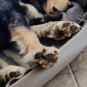 imaginea utilizatorului R2D2