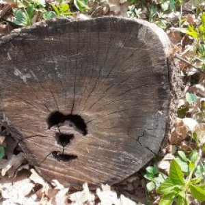 imaginea utilizatorului Nicu Salagean