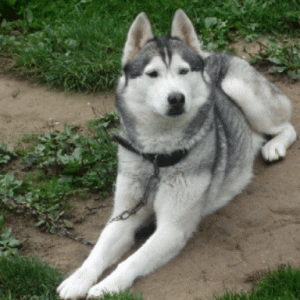 imaginea utilizatorului creciun marius