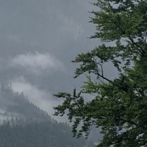 imaginea utilizatorului AlinDumitru