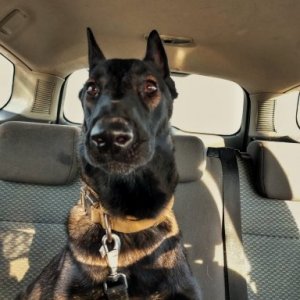 imaginea utilizatorului sebi2ursu3