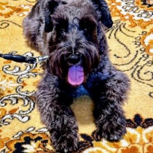 imaginea utilizatorului Liviu_Z