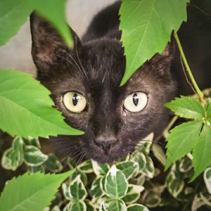 imaginea utilizatorului jpeg