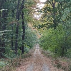 imaginea utilizatorului dragosdragon