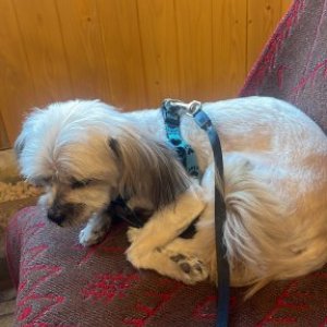 imaginea utilizatorului Olympia