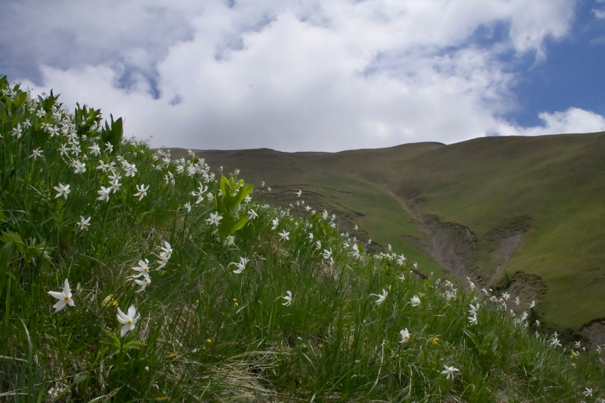  Narcisele de sub Culmea Cumpătu, Valea Rea